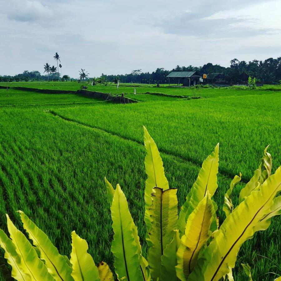 Villa Popolan And Guest House Ubud  Luaran gambar